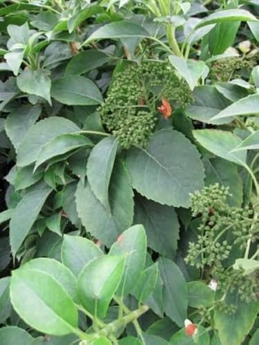 Immergrüne Kletterhortensie - Hydrangea semiola - Gartenhortensie - 40-60cm