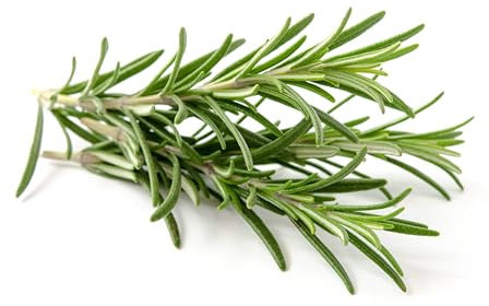 Semi ROSMARINO In Busta Ermetica MADE IN ITALY Qualità superiore con 95% di germogliazione con istruzioni