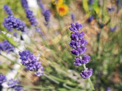 Blauer Lavendel Samen (lat. Lavandula) - winterhart & mehrjährige Lavendel Pflanze – Deutsch Lavendel Blumen Samen - Samenfestes Kräuter Saatgut Indoor & Outdoor