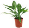 Fangblatt - Spathiphyllum 'Diamond' - panaschiertes Einblatt 30 cm hoch, Ø 14 cm - atemberaubende Grünpflanze