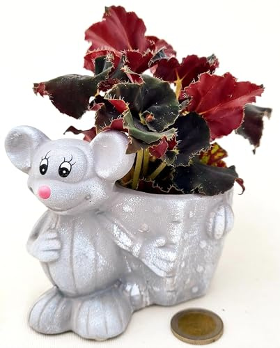 POWERS TO FLOWERS - BEGONIA REX NERA, JUNGLE BLACK IN VASO CERAMICA TOPOLINO, ideale per scrivania, pianta vera