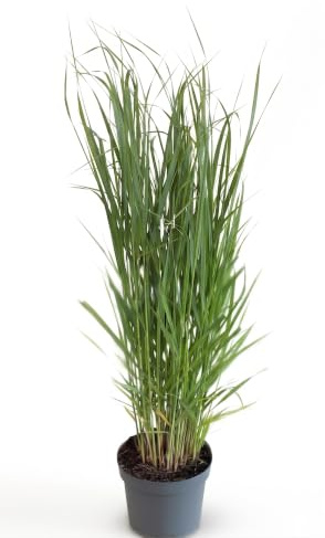 Rutenhirse Panicum virgatum Northwind Ziergras winterhart mehrjährig | Aufrechter Wuchs, dekorative Herbstfärbung, sonniger Standort, ideal für Staudenbeete und Präriegärten