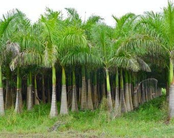 Palmier Royal L Plante En Pot Pour Jardinage Intérieur Ou Extérieur