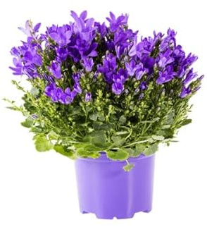 Planta Campanilla Flor Natural Campanula Azul