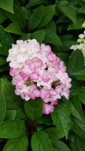 Hydrangea paniculata Fraise Melba® 'Renba' / Hortensia paniculé Fraise Melba® 'Renba' / Conteneur de 3 à 4 litres