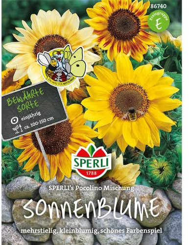 Sonnenblume Picolino Mix