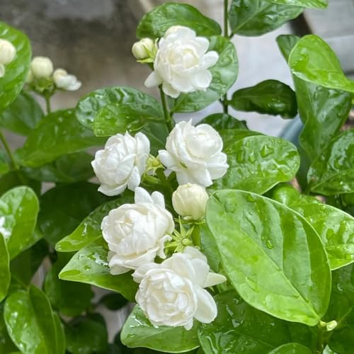 jasmin - wohnzimmer deko frühlingsblumen gewächshaus balkon kräutersamen exotische zimmerpflanzen kletterpflanze schnittblumen pflanzendeko herbstpflanzen winterhart blühend 15samen