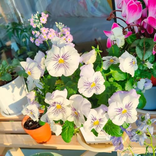 stiefmütterchen - blumensamen balkon frühlingsblumen wildblumen balkonblumen winterharte kübelpflanzen wildkräuter kräuterpflanzen exotische zimmerpflanzen bodendecker winterhart 800samen