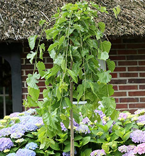 Hochstamm Trauer Maulbeere 80-100cm - Morus nigra - lebende Gartenpflanze aus den Baumschulen