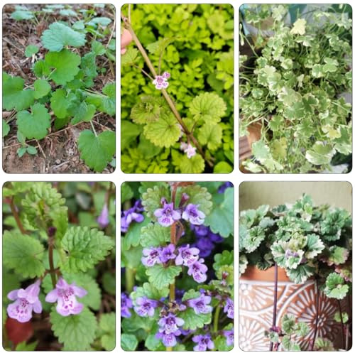edera terrestre balcone con letti elevati tagliati di giardino balcone con parterre di semi decorazione primavera giardino semi esotici 300pcs