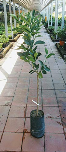 Pianta di arance Albero arancio Brasiliano - Imballaggio speciale protettivo