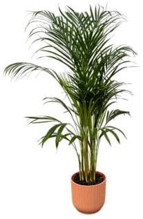 Trendyplants - Palmier d'Areca - ↨110cm - Ø21cm y compris pot Vibes Fold Round pink Ø22cm x ↨20cm