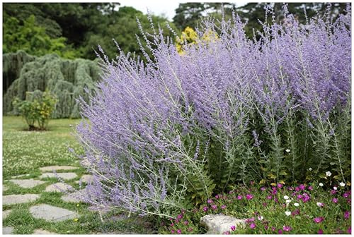 Stauden Gänge 10 x Perovskia atriplicifolia 'Little Spire' (Gehölz/Winterhart/Mehrjährig/Bodendecker/Bienenfreundlich) Zwerg Blauraute - Zierliche Schönheit mit Lavendelduft - toller Duft
