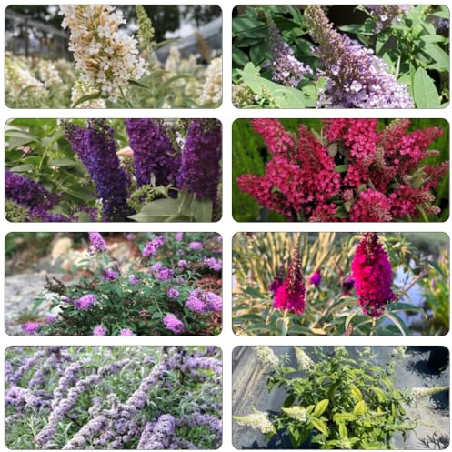 Buddleja davidii - giardino interno giardino semi letto elevato semi interni ombra, resistenti 180pcs