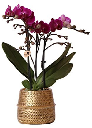 Kolibri Orchids | Lila Phalaenopsis Orchidee - Morelia + Groove Ziertopf gold - Topfgröße Ø9cm - 35cm hoch | blühende Zimmerpflanze - frisch vom Züchter