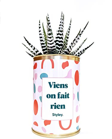 Styley - Viens on fait rien - Plante grasse et cactus en pot - plante d'interieur - Fasciata - Idéal Cadeau de Noël