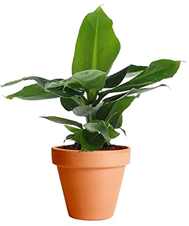 Platanera Planta de Interior con Maceta de Cerámica DECOALIVE Musa Tropicana Plátano Enano Canario