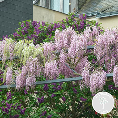 Bloomique - Wisteria Floribunda Rosea - Blauregen Kletterpflanze - Rosa - Kletterpflanzen - Gartenpflanzen - Winterhart - Höhe 50-70 cm - Topf 15 cm