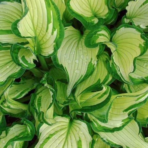 12 unidades o 1 m² Hosta fortunei 'Albopicta' Maceta 9x9 cm