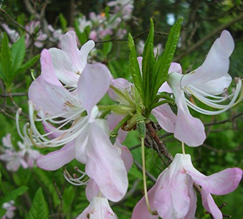 PINKSHELL Rododendro vaseyi sementi autoctone DECIDUO ORIENTALI