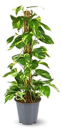 Attitude Jardin - Pothos avec tuteur - epipremnum aureum - 70-80 cm - ⌀ 17 cm - plante d'intérieur
