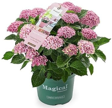 Green boutiQ - Balkonpflanze - Hortensie - Hydrangea Magical Revolution Pink - Pink - 6-10 Blüten - 2 Pflanzen - Topf 23cm Höhe 55cm