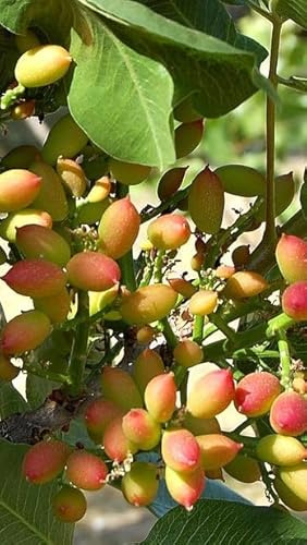 Pianta di Pistacchio (femmina) 26