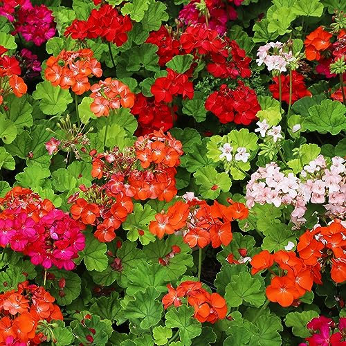 Geranium Cabaret Mixed Flower Seeds - 5 Seeds