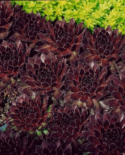 Sempervivum tectorum 'Noir' 9x9 cm Topf – Winterhart, Immergrün, Pflegeleicht – Dachwurz – Polsterpflanze für Steingarten & Trockenmauer