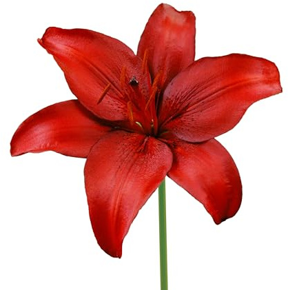 12 x Lilien Bollen 'Red Highland' | Sommerblumen | Holland-Qualitat | Lilien Zwiebeln | Blumenzwiebeln - The Bulb Farmers