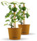 Bloomify® Mini Wassermelonen Pflanze Werner | 20-30 cm große ertragreiche Mini Wassermelone | extra süße, saftige und kernarme Melonen Früchte | für Topf, Kübel und Garten
