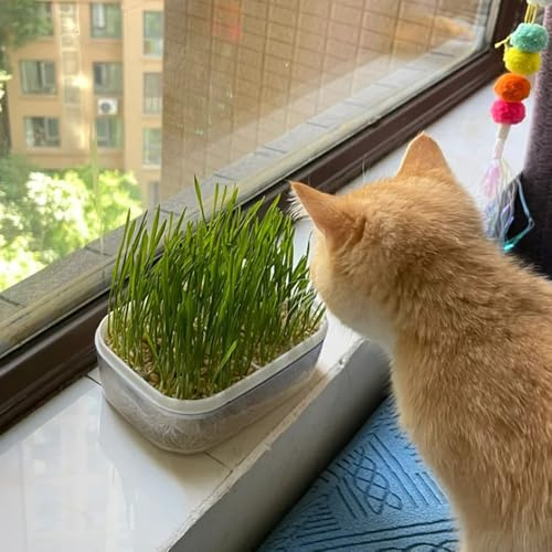 katzengras - balkon gartendeko bio winterhart indoor garten hochbeete outdoor 100samen