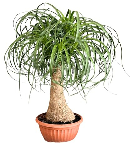 I GIARDINI DI GIULIA - Beaucarnea Nolina Recurvata “Mangiafumo” Ø20 cm H55 cm – Pianta da Interno Purificatrice d’Aria e Facile Cura pianta viva