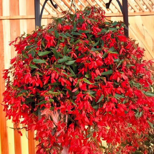 Bulbes de BÉGONIA | Bulbes des meilleurs producteurs néerlandais | Sélection exclusive et contrôle qualité | Floraison garantie (1 Bulbe de Bégonia Boliviensis Million Bells)