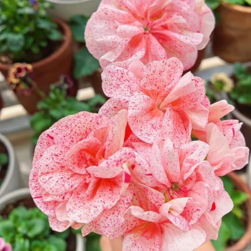 semi di geranio - resistenti giardino tappezzanti perenni decorazione ufficio esotici appartamento 20pcs