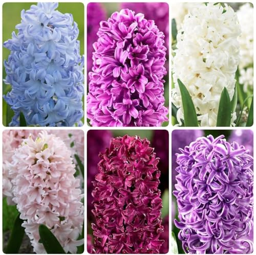 7bulbi di giacinti perenni resistenti - giardino, forniture di giacinto to perenne, giardino primaverile, rara