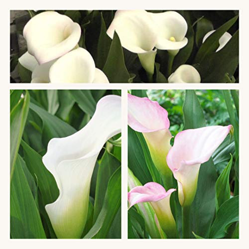 White Zantedeschia Crystal Blush Flower Bulbs. Size 20 up (3) Pretty White Summer Flowers
