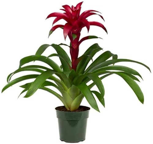 Bromelia Guzmania con Flor Roja | Planta ± 50cm | Planta Natural de Interior | Planta con Flores Rojas