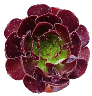 Aeonium arborem atropurpureum crassulacee specie arbustiva forma di rosa