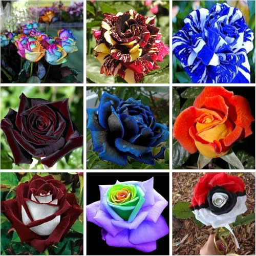 180 Semi DI ROSA in 9 Varietà RARE e RICCHE di COLORI:20 ARCOBALENO,20 ABRACADABRA, 20 BLUE STRIPE,20 BLACK BACCARA', 20 BLU COBALTO,20 ARANCIONE,20