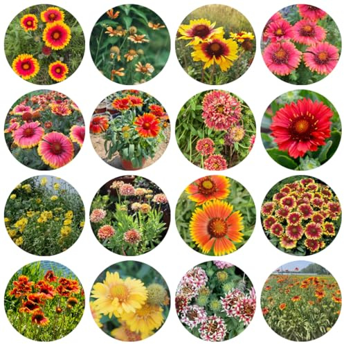 semillas de manta perenne de primavera, silvestres de la Gaillardia de para bancales elevados resistentes 600pcs