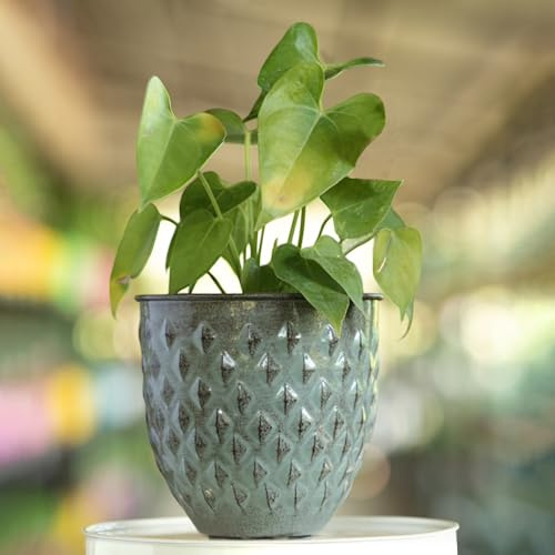 The Happy Garden - Vaso per piante da interni, in metallo zincato, diametro 15 cm, dimensioni medie, vaso decorativo blu per piante da interno ed esterno, fiori e piante grasse