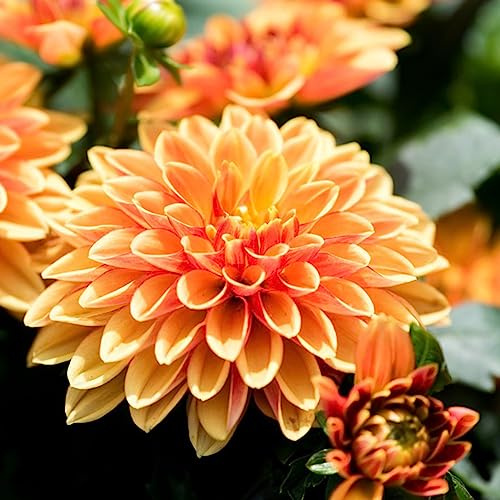 tuberi di dalia resistenti - tappezzante decorazione giardino esterni 6pcs