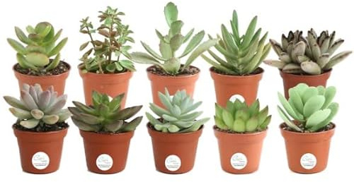 Mix de 10 Suculentas Mini Plantas Naturales Fáciles de Mantener