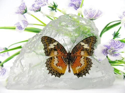 In Kunstharz gegossene Schmetterlinge, Insekten, Skorpione und mehr. Briefbeschwerer, Icemountain, nicht scharfkantig (Schmetterling 16)