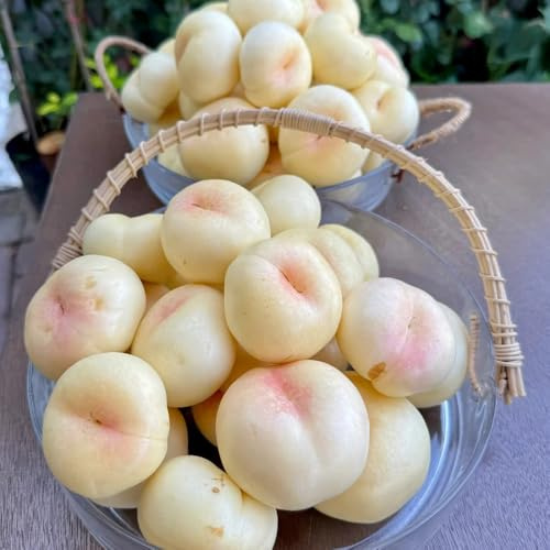 Semi di nettarina - fresca frutteto da frutto nani resistenti semi rari colonnare colonnari resistenti acquistare per il giardino 8pcs