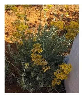 Stk - 10x Helichrysum italicum Italienische Strohblume Garten Pflanzen - Samen B1113 - Seeds & Plants Shop by Ipsa