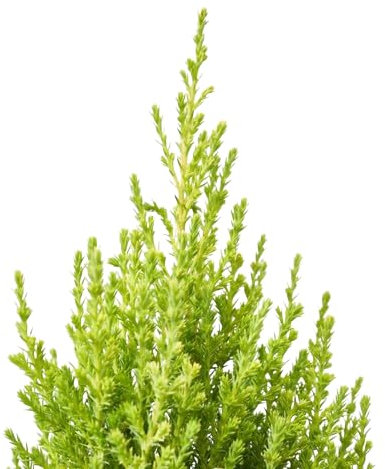 Ciprés Golden Natural Árbol Resistente de Clima Templado