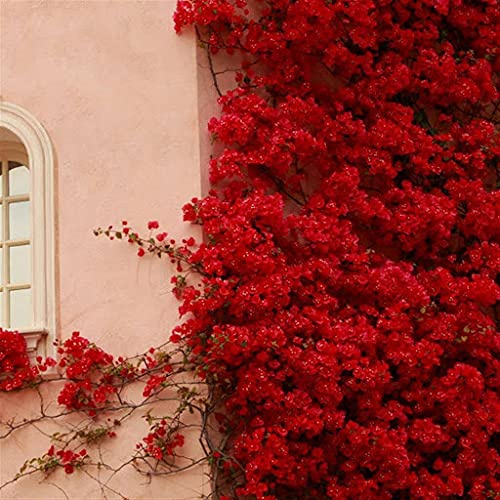 Graines De Fleurs De Bougainvillier Spectabilis Rouge Paquet De 100 Graines