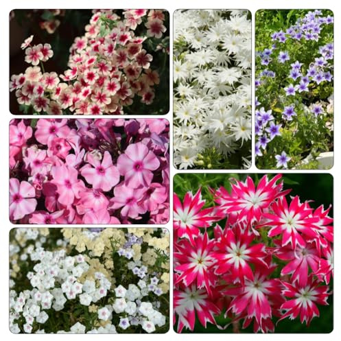 Phlox de alfombra - flox subulata decoración de verano semillas exóticas elevado jardín trepadora resistentes 400pcs